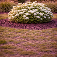 Спирея ‘Van Houttei’ Spiraea × vanhouttei