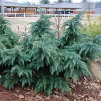 Кедър хималайски плачещ Cedrus deodara ‘Pendula’