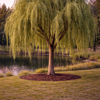 Плачеща върба Salix babylonica