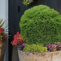 Туя Тайни Тим	Thuja occ. 