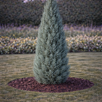 Хвойна скална ‘Blue Arrow’ Juniperus scopulorum ‘Blue Arrow’