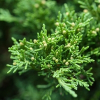 Хвойна, Смрика, Юниперус тамарицифолиум Juniperus Tamaricifolium