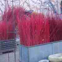 Дървесен дрян (червен клон) Cornus alba