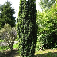 Тис ‘Fastigiata’ Taxus baccata ‘Fastigiata’