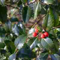 Илекс син, Джел	Ilex crenata 