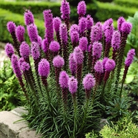 Лиатрис Liatris spicata