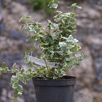 Евонимус ‘Emerald Gaiety’ Euonymus fortunei ‘Emerald Gaiety’
