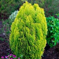 Туя Аурея нана	Thuja occ. 