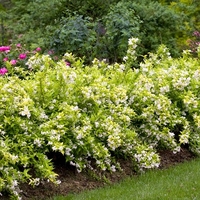 Дейция ‘Nikko’ Deutzia gracilis ‘Nikko’