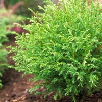 Туя западна ‘Bowling Ball’ Thuja occidentalis ‘Bowling Ball’