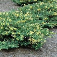 Хвойна сабина (пъстра) Juniperus sabina ‘Variegata’