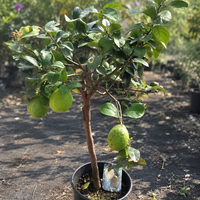 Цитрон 'Citrus medica'