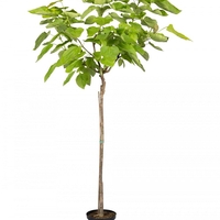 Каталпа ‘Aurea’ Catalpa bignonioides ‘Aurea’