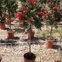 Калистемон (четковидно дърво) Callistemon rigidus