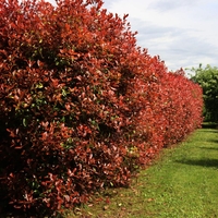 Фотиния	Photinia fraseri Red Robin