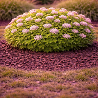 Спирея ‘Little Princess’ Spiraea japonica ‘Little Princess’