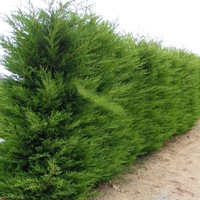 Лейландов кипарис (1 топка) Cupressocyparis leylandii