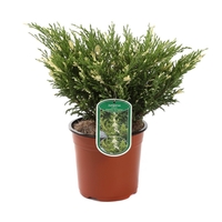 Хвойна сабина (пъстра) Juniperus sabina ‘Variegata’