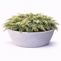 Хвойна сабина (пъстра) Juniperus sabina ‘Variegata’