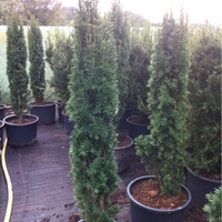 Тис ‘Fastigiata’ Taxus baccata ‘Fastigiata’