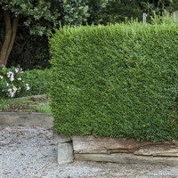 Чемшир (обикновен) Buxus sempervirens