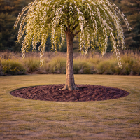 Върба плачеща ‘Kilmarnock’ Salix caprea ‘Kilmarnock’