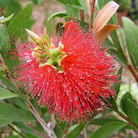 Калистемон (четковидно дърво) Callistemon rigidus