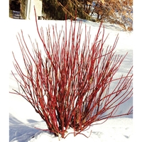 Дървесен дрян (червен клон) Cornus alba