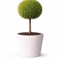 Лейландов кипарис (1 топка) Cupressocyparis leylandii