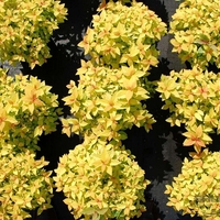 Спирея ‘Golden Princess’ Spiraea japonica ‘Golden Princess’