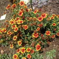 Гайлардия Gaillardia aristata