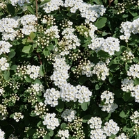 Спирея Ван Хутей, майски сняг 	Spiraea 