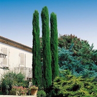 Италиански кипарис ‘Totem’ Cupressus sempervirens ‘Totem’