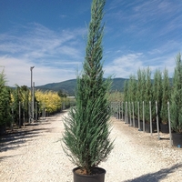 Хвойна скална ‘Blue Arrow’ Juniperus scopulorum ‘Blue Arrow’