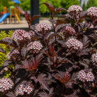 Физокарпус (пурпурен храст) Physocarpus opulifolius