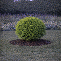 Орлов нокът дребнолистен Lonicera nitida