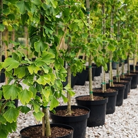 Гинко билоба Ginkgo biloba