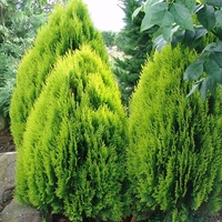 Туя ‘Aurea Nana’ Thuja occidentalis ‘Aurea Nana’