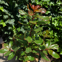 Арбутус / Ягодово дърво 'Arbutus unedo'
