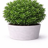 Евонимус японски пъстролистен Euonymus japonicus