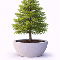 Метасеквоя Metasequoia glyptostroboides