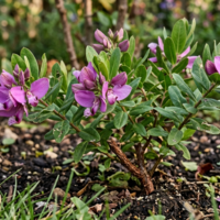 Полигала   'Polygala myrtifolia '