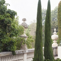 Италиански кипарис ‘Totem’ Cupressus sempervirens ‘Totem’