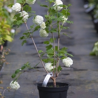 Калина ‘Roseum’ Viburnum opulus ‘Roseum’