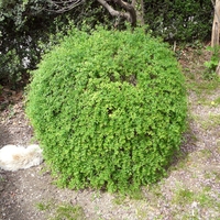 Жасмин зимен Jasminum nudiflorum