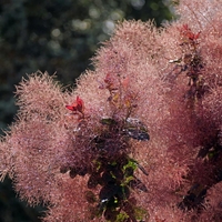 Тетра, смрадлика	Cotinus coggygria
