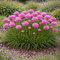 Армерия Armeria maritima