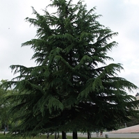 Кедър ливански висок Cedrus libani
