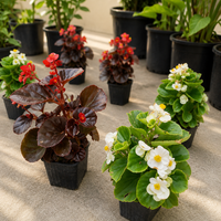 Бегония вечноцъфтяща 'Begonia semperflorens'
