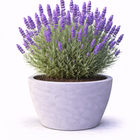 Лавандула Lavandula angustifolia